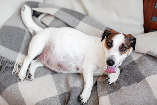 How Long Are Dogs Pregnant? What to Actually Expect - Stinky Stuff