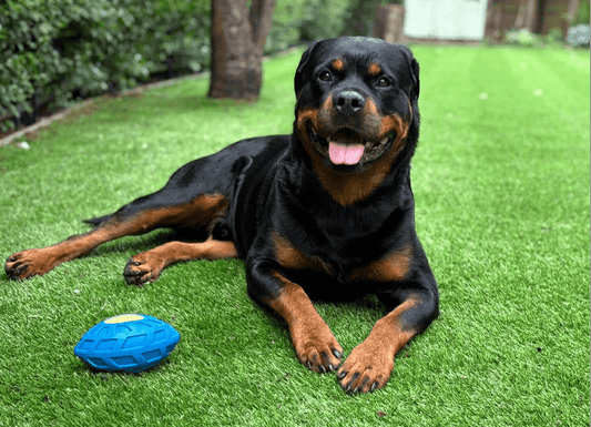 How Stinky Stuff Changed My Dogs’ Skin, Ears and Paws – A Personal Story - Stinky Stuff