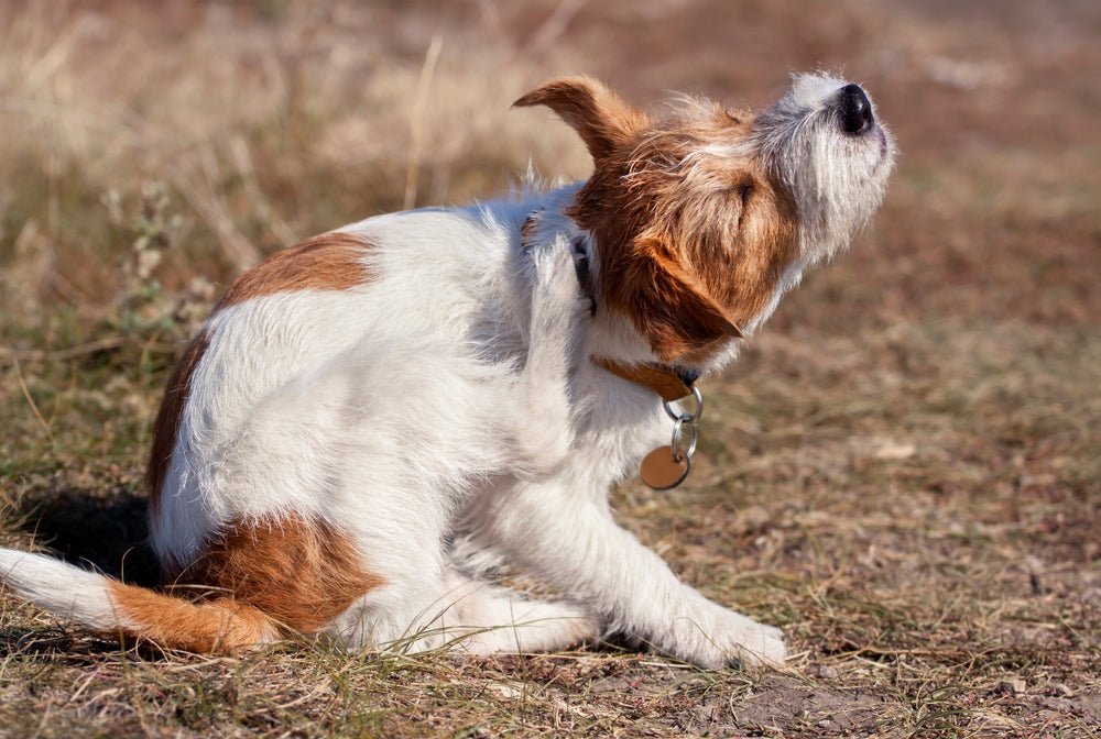 How to Help a Dog With Itchy Skin Naturally - Stinky Stuff