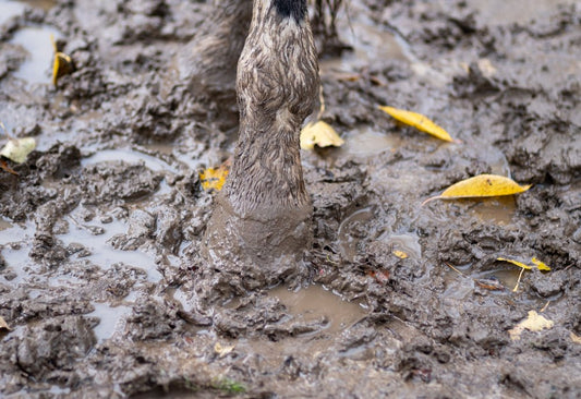 How to Manage Mud Fever in Horses Naturally - Stinky Stuff