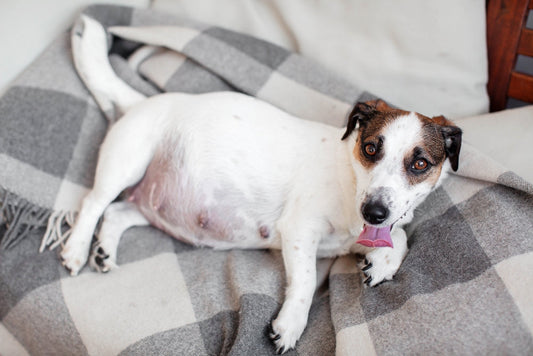 How Long Are Dogs Pregnant? What to Actually Expect