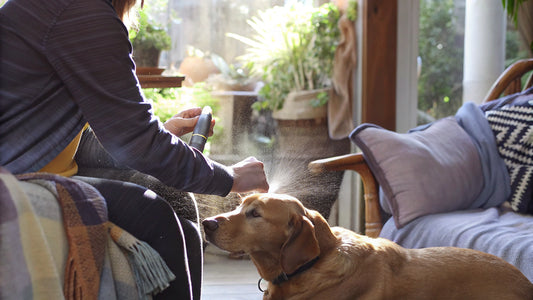 Best Flea and Tick Spray for Dogs: A Comparative Review