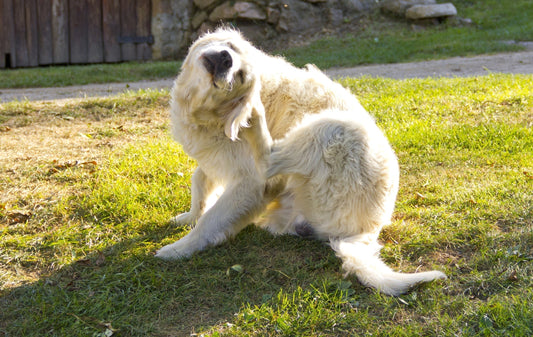 Itchy Ears in Dogs: Causes & Natural Treatment Options - Stinky Stuff