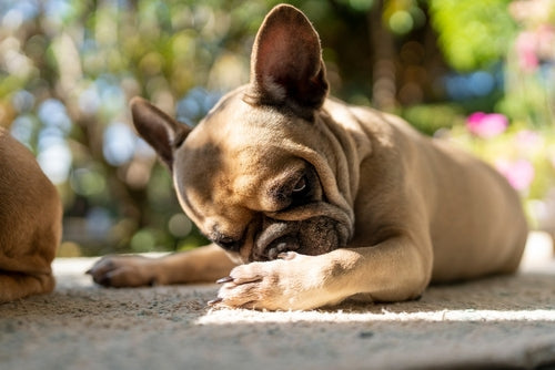 itchy french bulldog