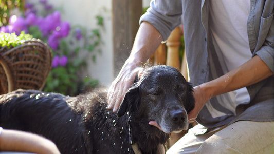 Choose the Best Dog Flea Shampoo: A Step-by-Step Guide