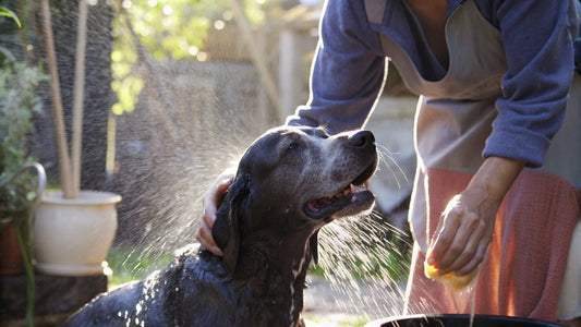 Comparing Natural Dog Shampoo for Allergies: Top Brands Reviewed