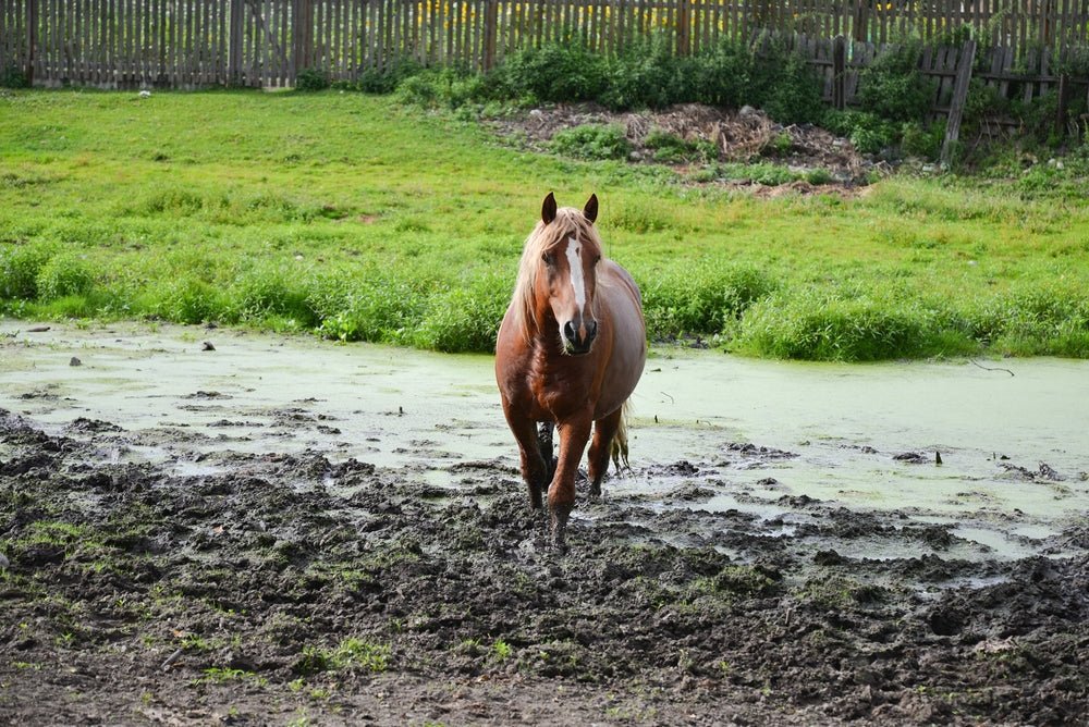 Mud Fever Symptoms in Horses: How to Spot the Early Signs - Stinky Stuff