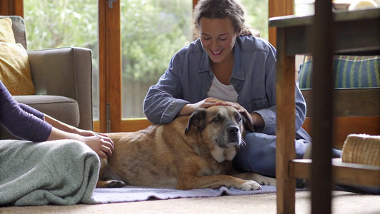 Best Flea Treatment for Dogs: Compare Top Options Today