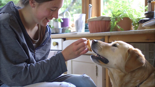 10 Probiotics for Dogs to Enhance Digestive Health