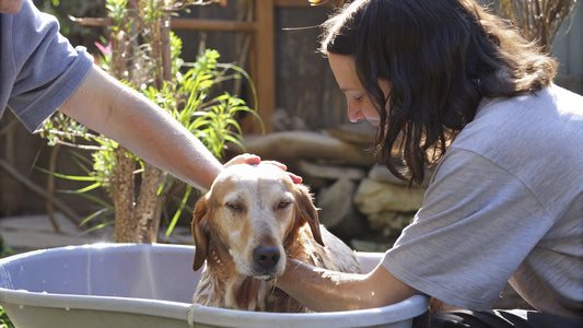 9 Best Anti-Itch Solutions for Dogs You Can Trust