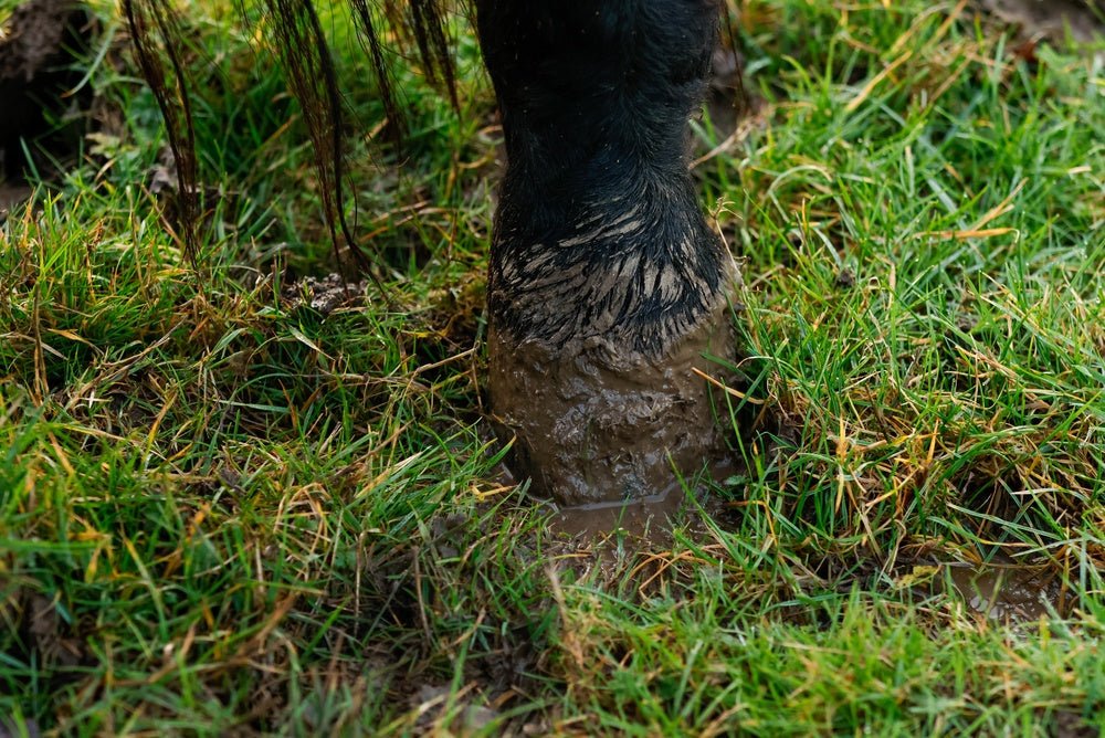 Preventing Mud Fever in Horses: A Seasonal Guide - Stinky Stuff
