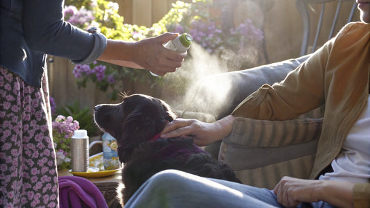 7 Effective Mosquito Repellent for Dogs Solutions for Pet Owners