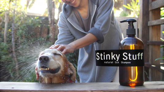 8 Best Tick Shampoos for Your Pet's Natural Care