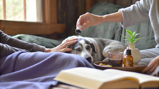 7 Essential Herbs for Dogs' Health and Well-Being