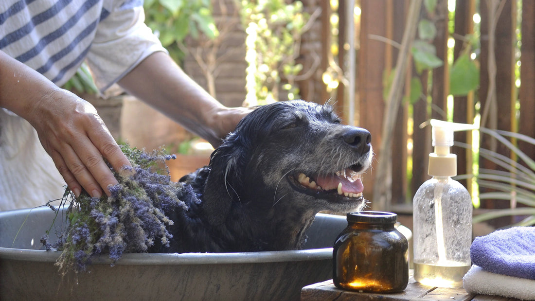 Natural vs. Chemical: Best Dog Shampoo for Fleas Explained