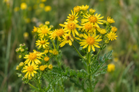 Ragwort