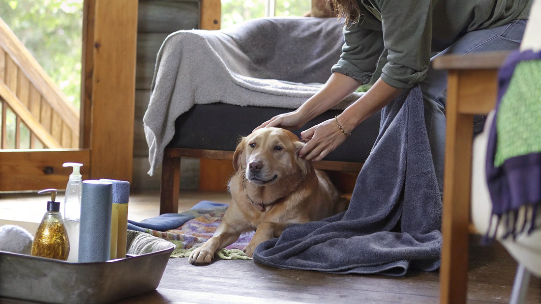 10 Solutions for Your Smelly Dog: Natural Care Tips