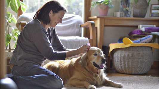 9 Effective Dog Dry Skin Remedies for Happy, Healthy Pets