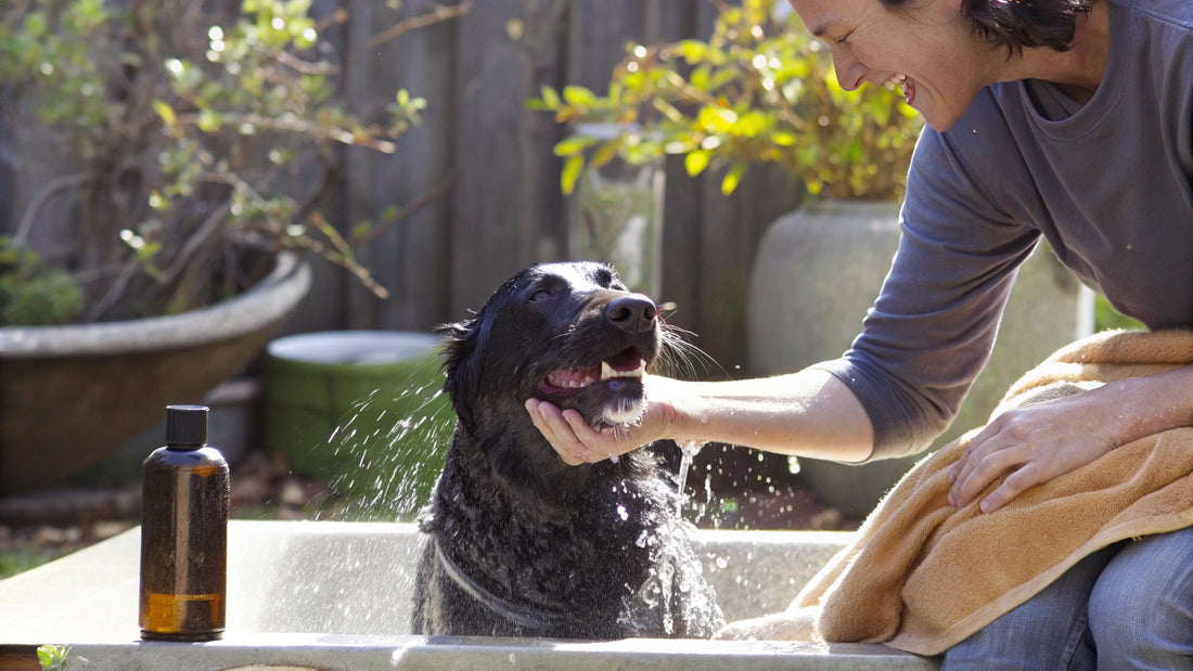 Understanding the Best Shampoo for Dogs: Types and Benefits