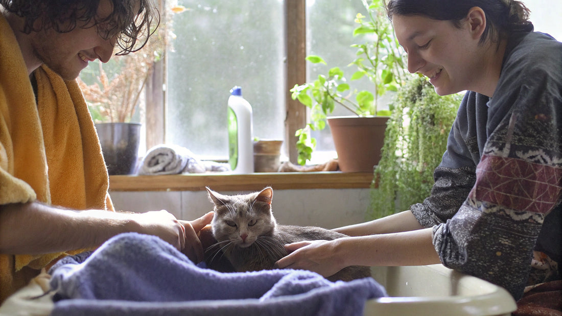 Cat Shampoo for Fleas vs. Traditional Treatments: What Works Best?