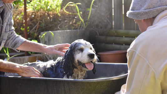 Comparing Itch Medicine for Dogs: Natural vs. Conventional Solutions