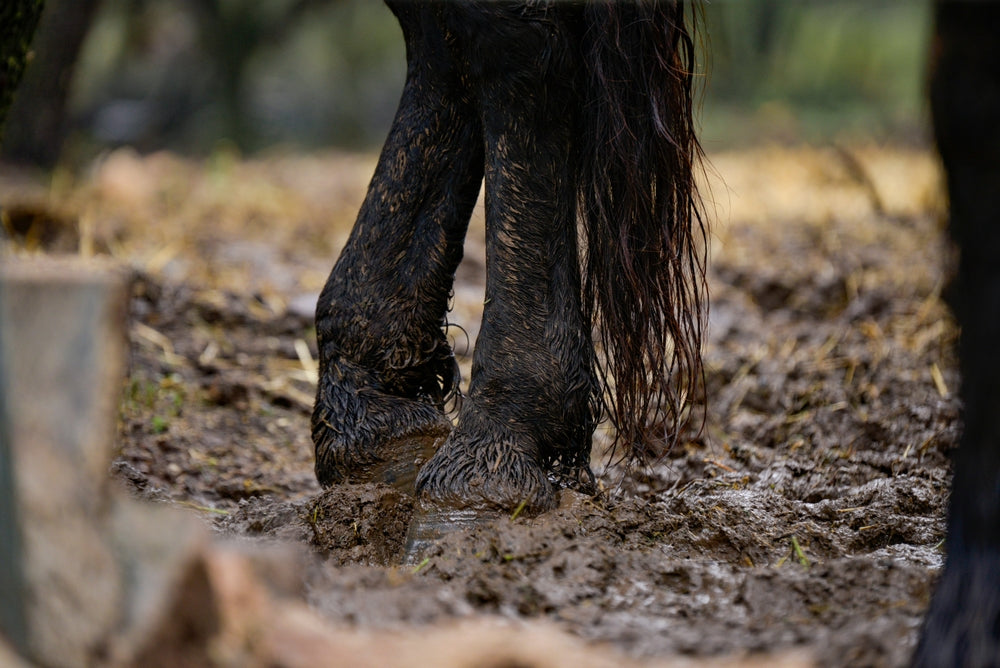 What Causes Mud Fever in Horses? A Complete Guide