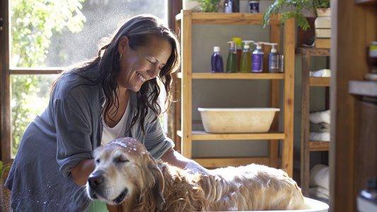 How to Use Dog Oatmeal Shampoo: A Step-by-Step Guide
