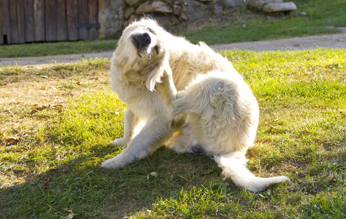 Stinky Stuff & Apoquel | Natural Alternatives for Itchy Dogs - Stinky Stuff