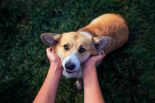 Stinky Stuff Ear Stuff vs Otodine: Best Dog Ear Cleaner for Yeast & Infections (2025 Guide) - Stinky Stuff