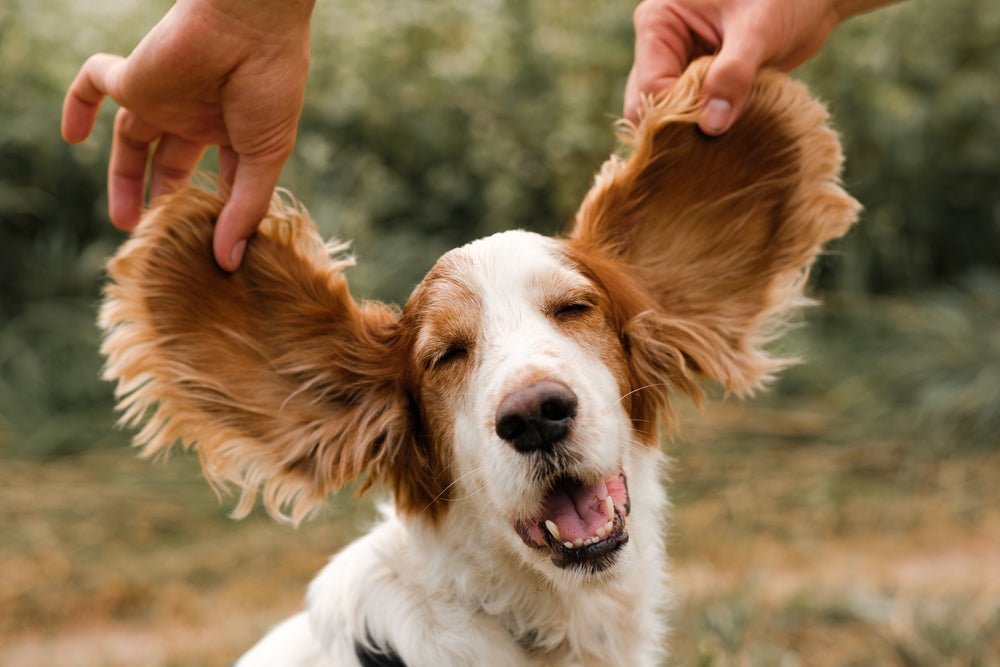 The Complete Guide to Canine Ear Care: Keep Your Dog’s Ears Healthy and Infection-Free - Stinky Stuff