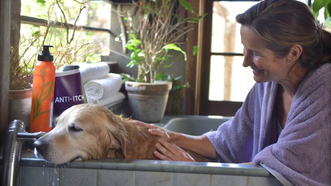 10 Best Anti-Itch Shampoos for Dogs to Soothe Sensitive Skin