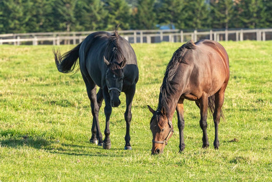 Toxic Plants for Horses in UK Fields This Spring - Stinky Stuff
