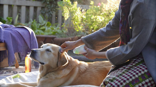 10 Vet-Recommended Supplements for Dogs to Boost Health