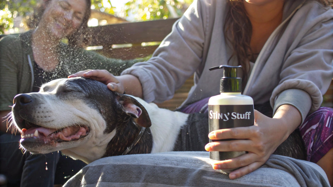 9 Vet Recommended Dog Shampoos for Healthy Skin and Coat