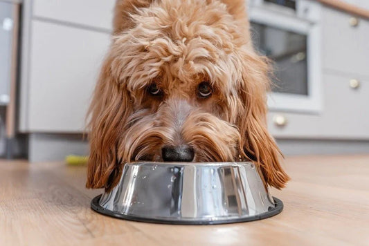 What Can My Dog's Skin Tell Me About Their Diet? - Stinky Stuff