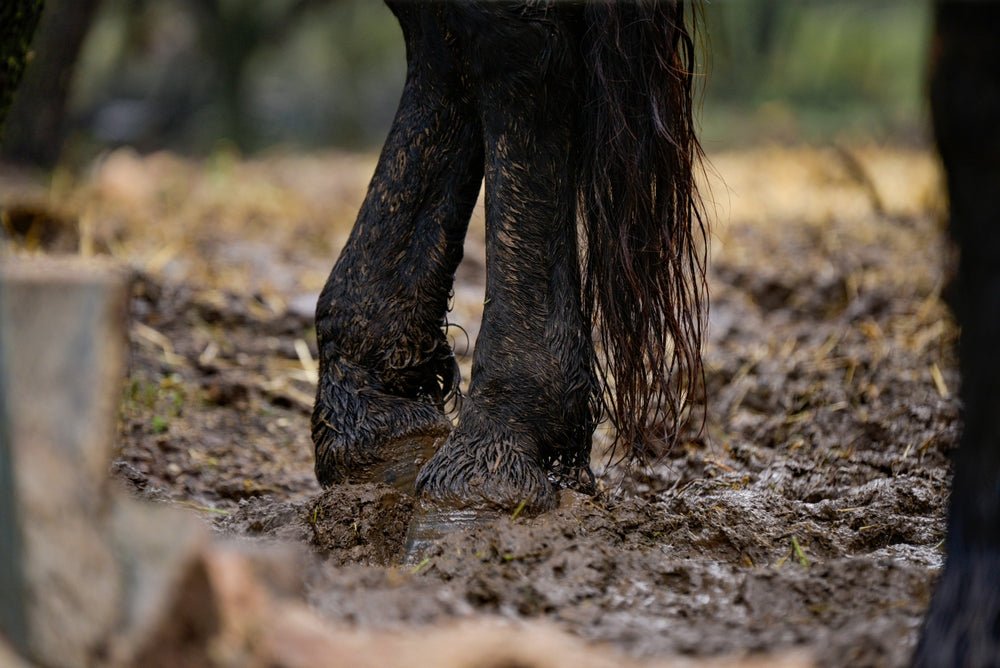 What Causes Mud Fever in Horses? A Complete Guide - Stinky Stuff