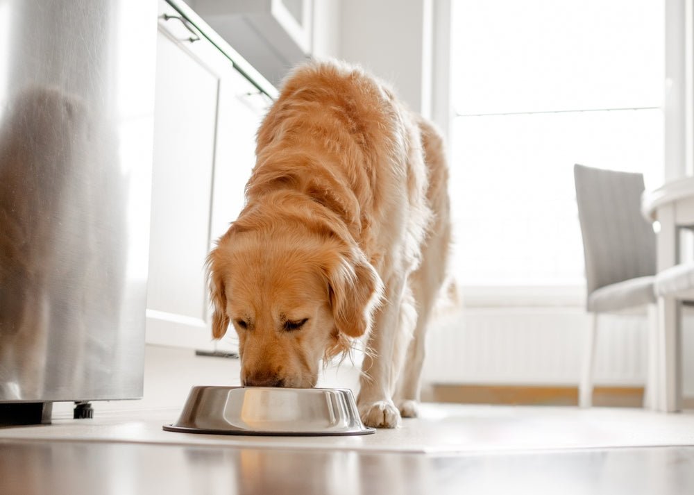 What Your Dog's Coat Is Telling You About Their Diet. - Stinky Stuff