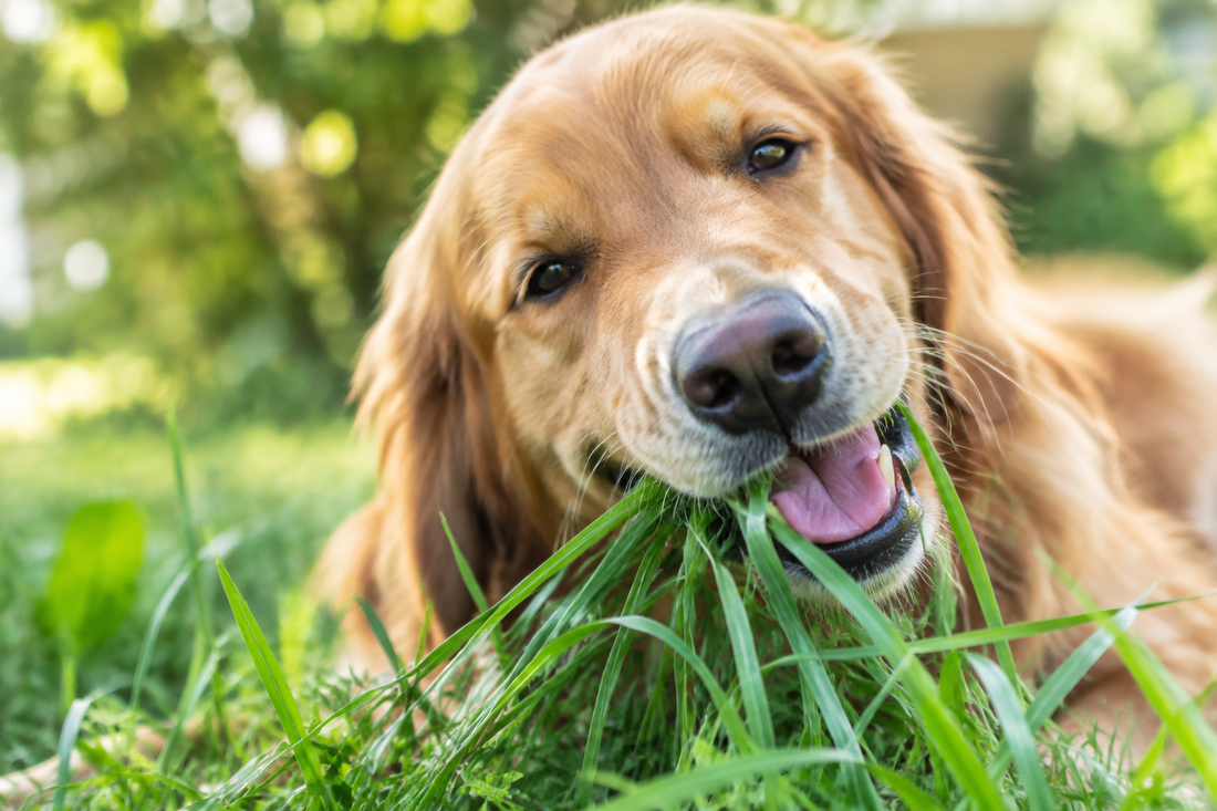 Why Do Dogs Eat Grass? What Every Dog Owner Should Know - Stinky Stuff