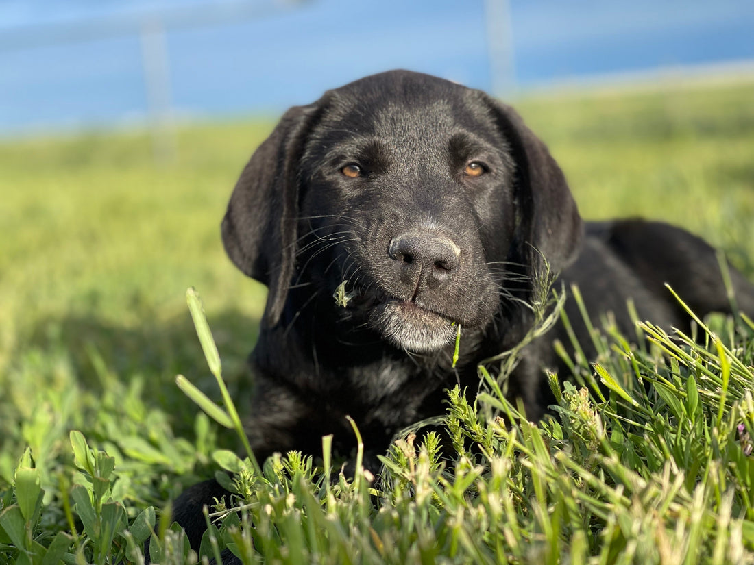 Why Do Dogs Eat Grass? What Every Dog Owner Should Know - Stinky Stuff