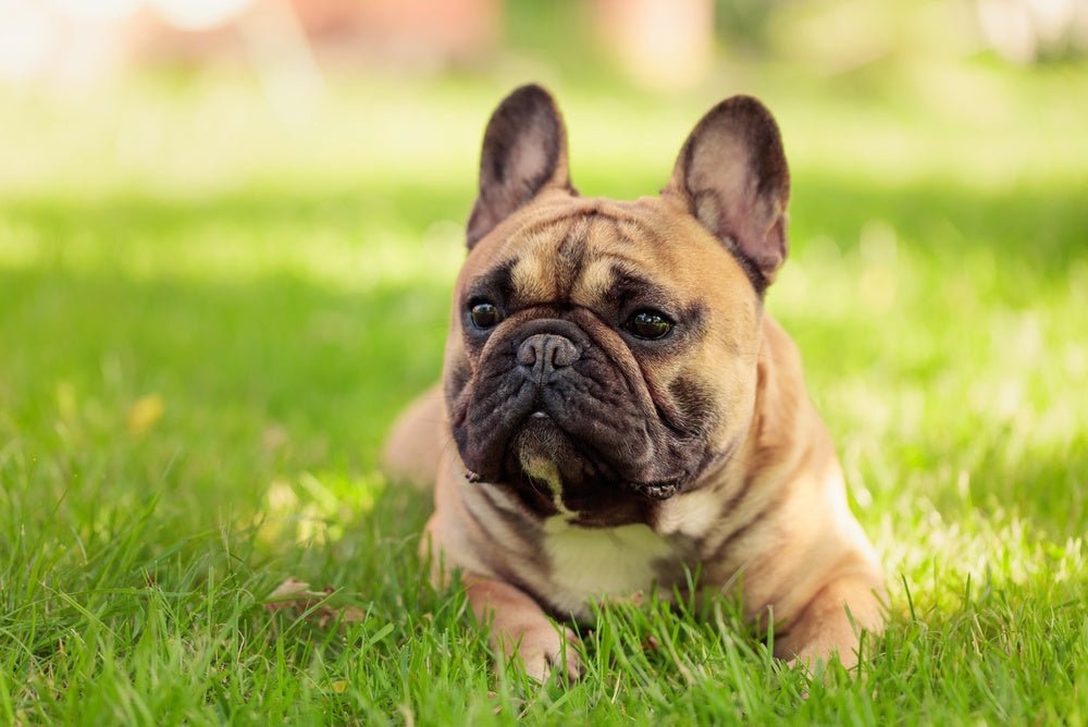 Why Does My Dog Get Itchy Ears in Summer? - Stinky Stuff