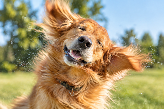 Why Does My Dog Keep Shaking Their Head? 8 Common Causes Explained - Stinky Stuff
