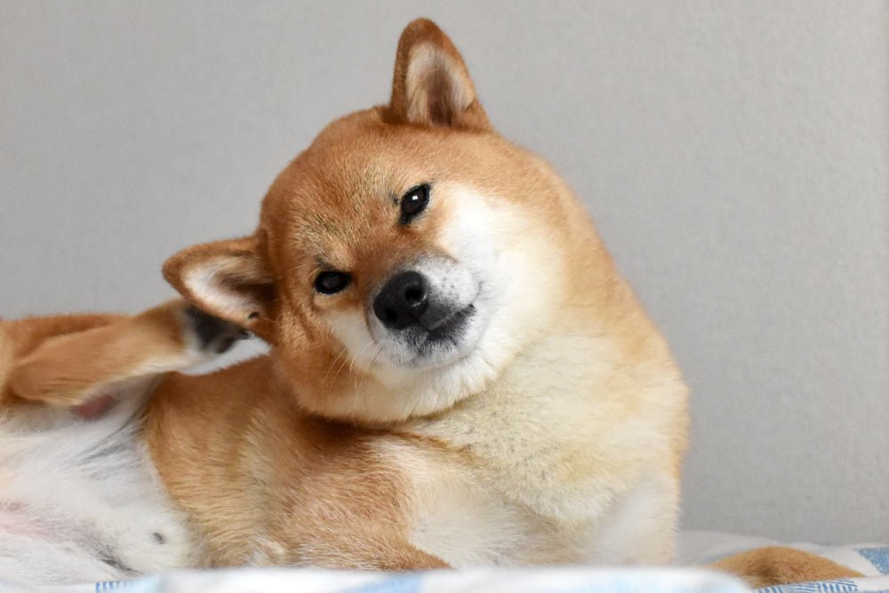 Why Does My Dog Keep Shaking Their Head? 8 Common Causes Explained - Stinky Stuff