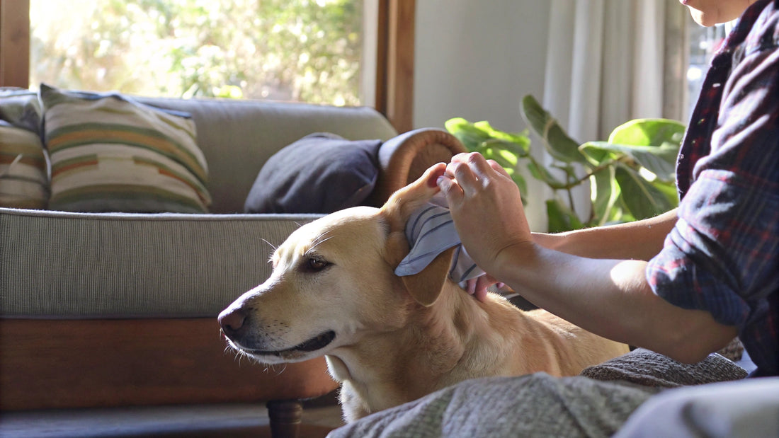 10 Essential Dog Ear Wipes for Healthy Pet Care