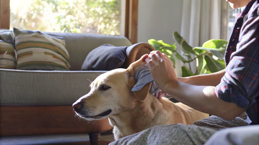 10 Essential Dog Ear Wipes for Healthy Pet Care