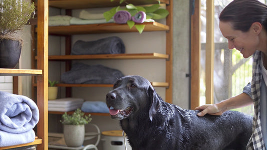 7 Best Dog Anti-Itch Shampoos for Happy, Healthy Pets