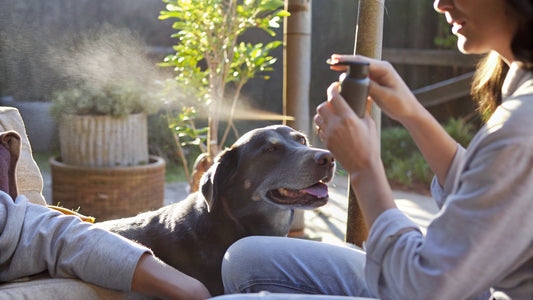 7 Dog Safe Bug Sprays for Natural Pest Protection