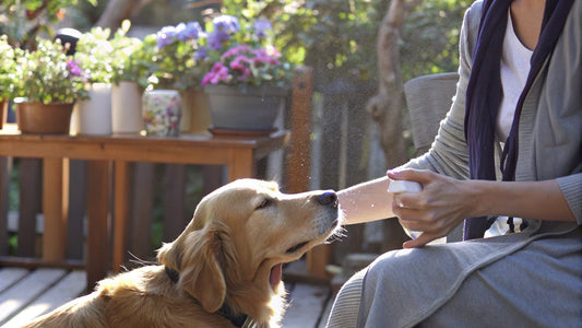 7 Pet Safe Flea Sprays for Effective Natural Protection