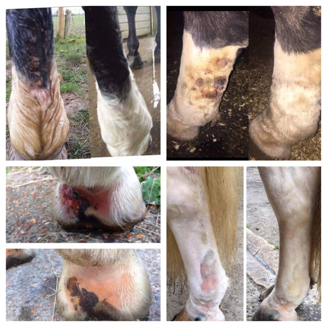 Mud Stuff – Natural Barrier Balm for Horses - Free Shipping