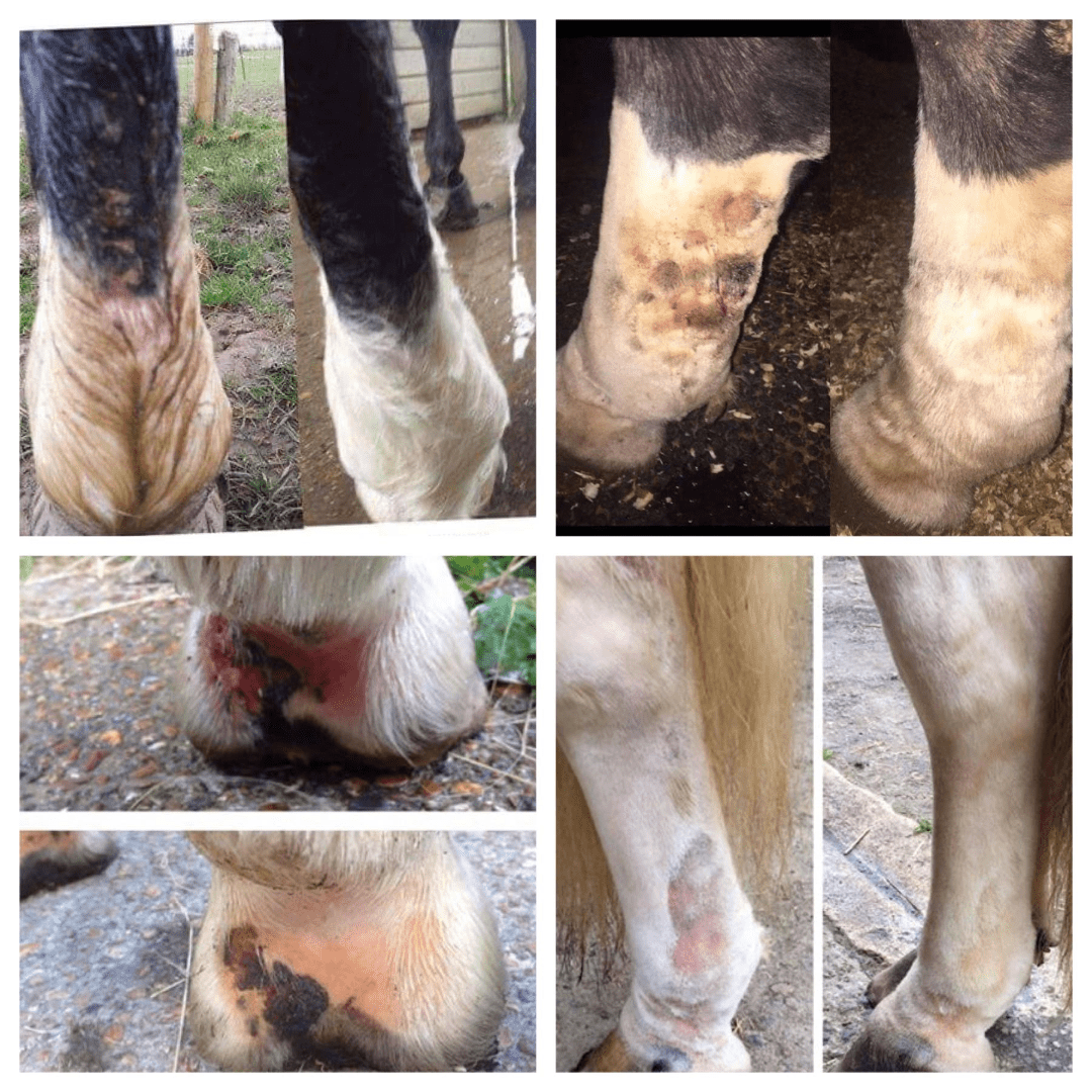 Mud Stuff | Natural Cold Weather Protection for Horses | Barrier Balm for Horses Legs - Stinky Stuff