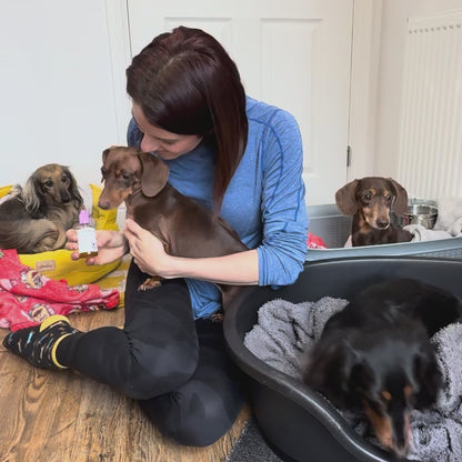 Ear Stuff – Totally natural ear drops for dogs